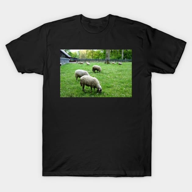 Sheep grazing in Lausanne, Switzerland T-Shirt by fantastic-designs